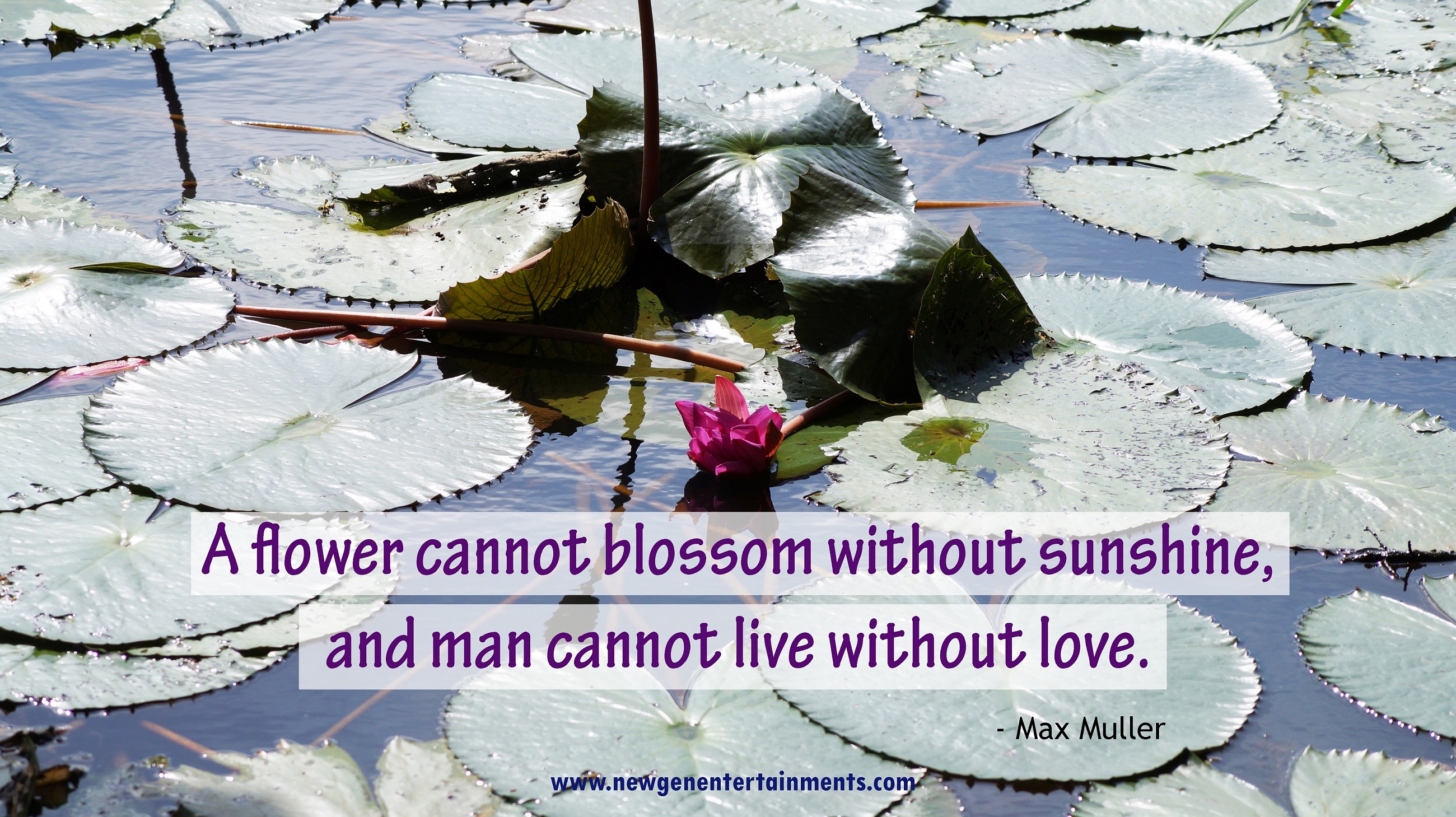 A flower cannot blossom without sunshine, and man cannot live without love