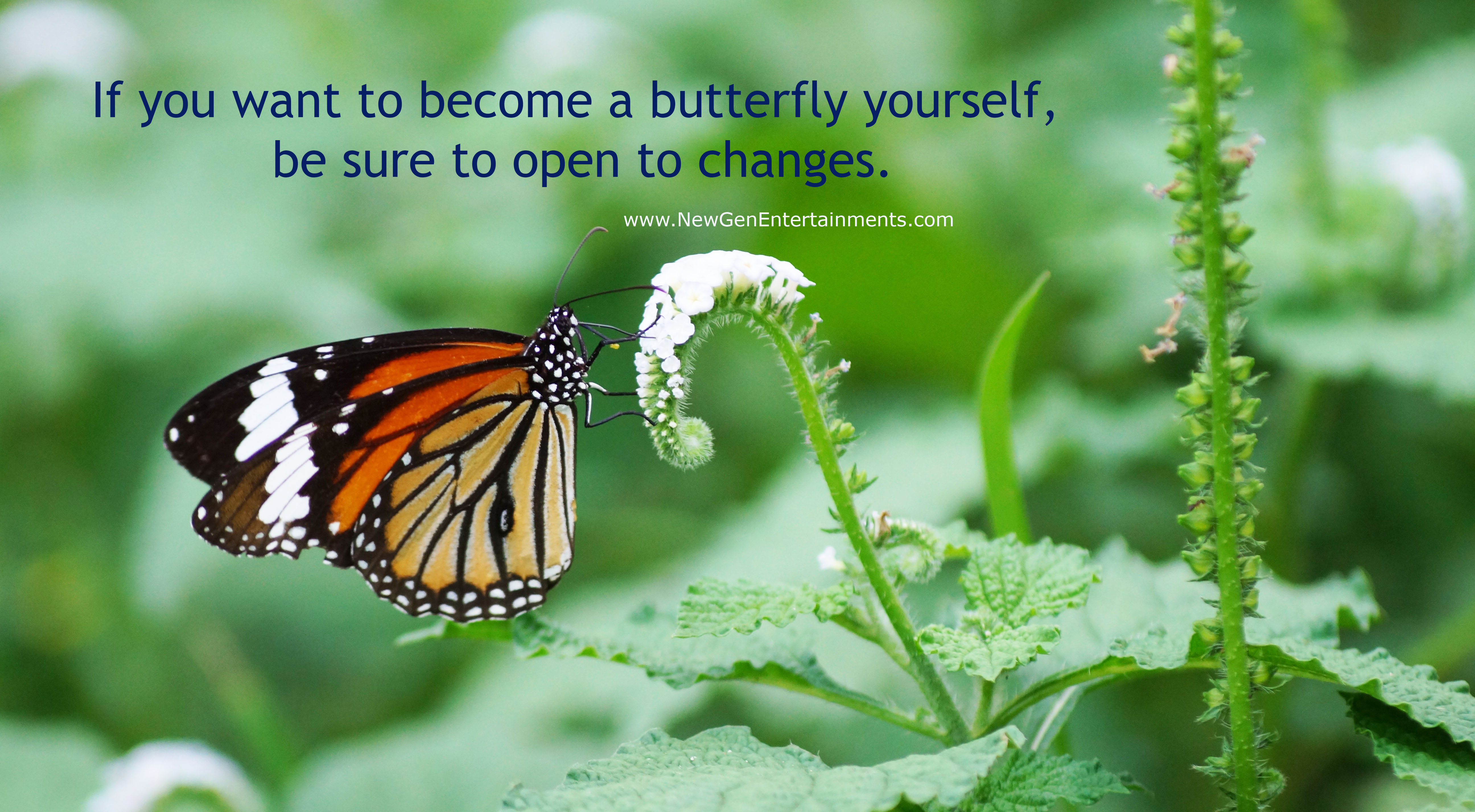 If you want to become a butterfly yourself, be sure to open to changes