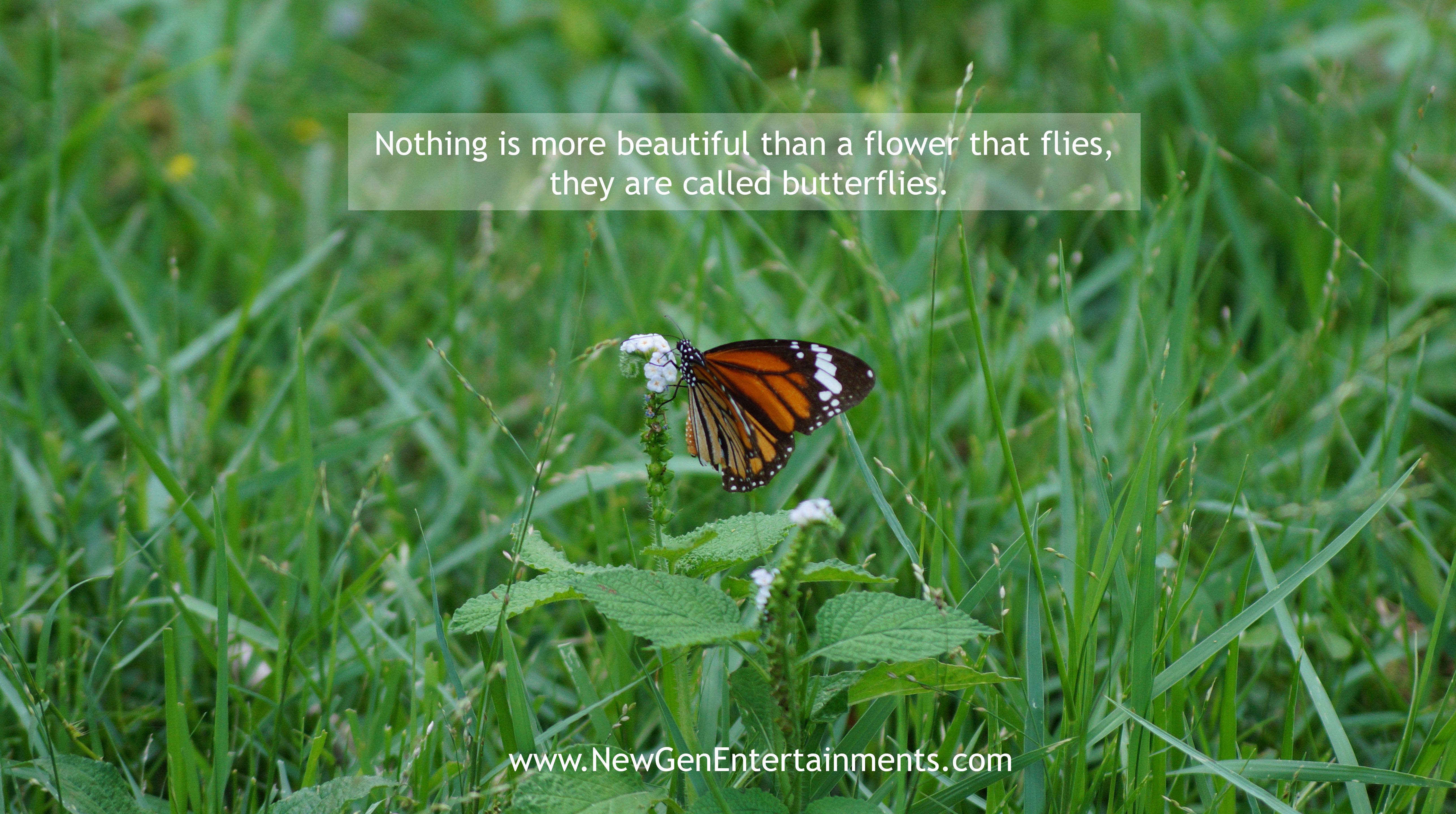 Nothing is more beautiful than a flower that flies, they are called butterflies