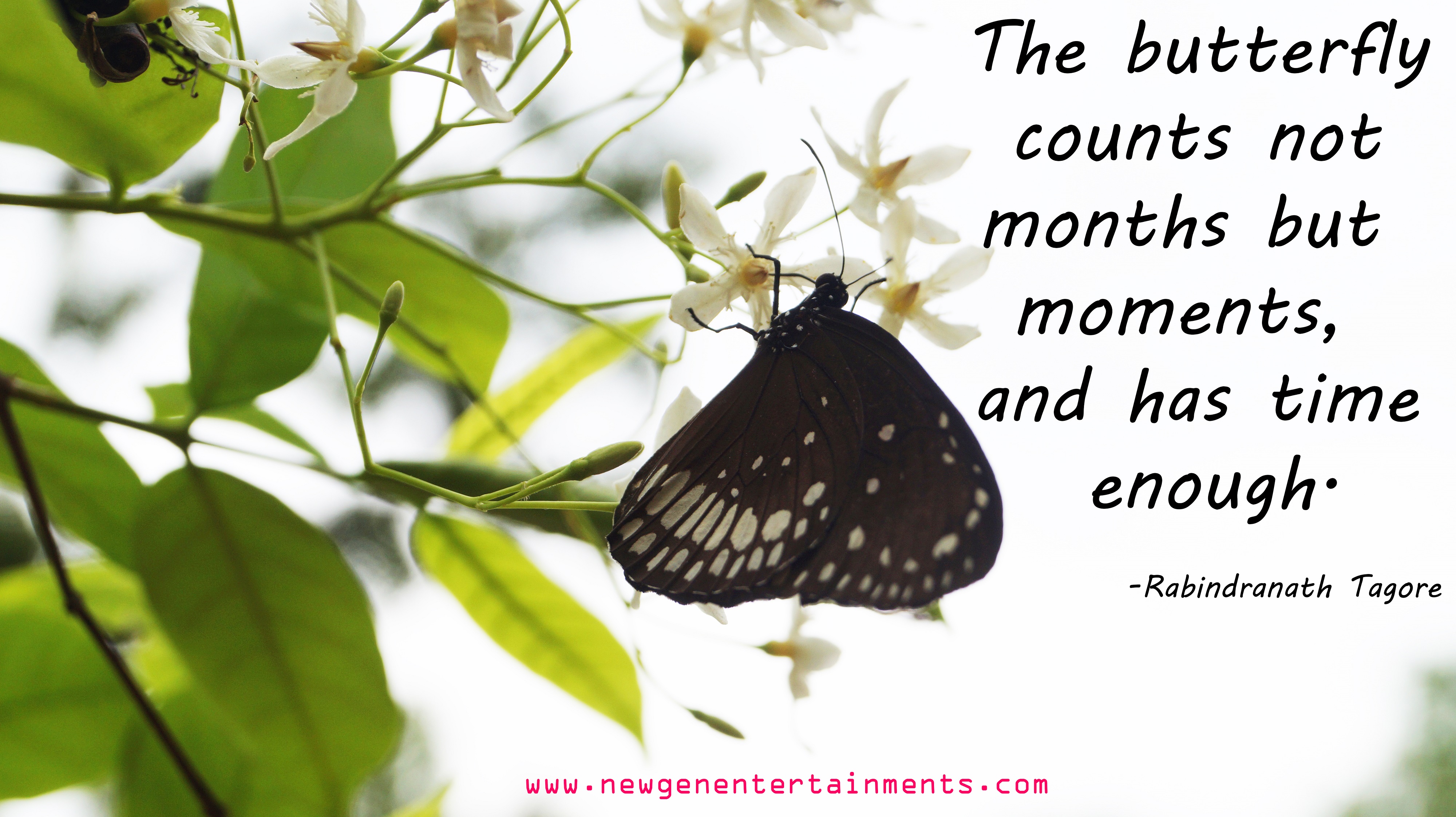 The butterfly counts not months but moments, and has time enough