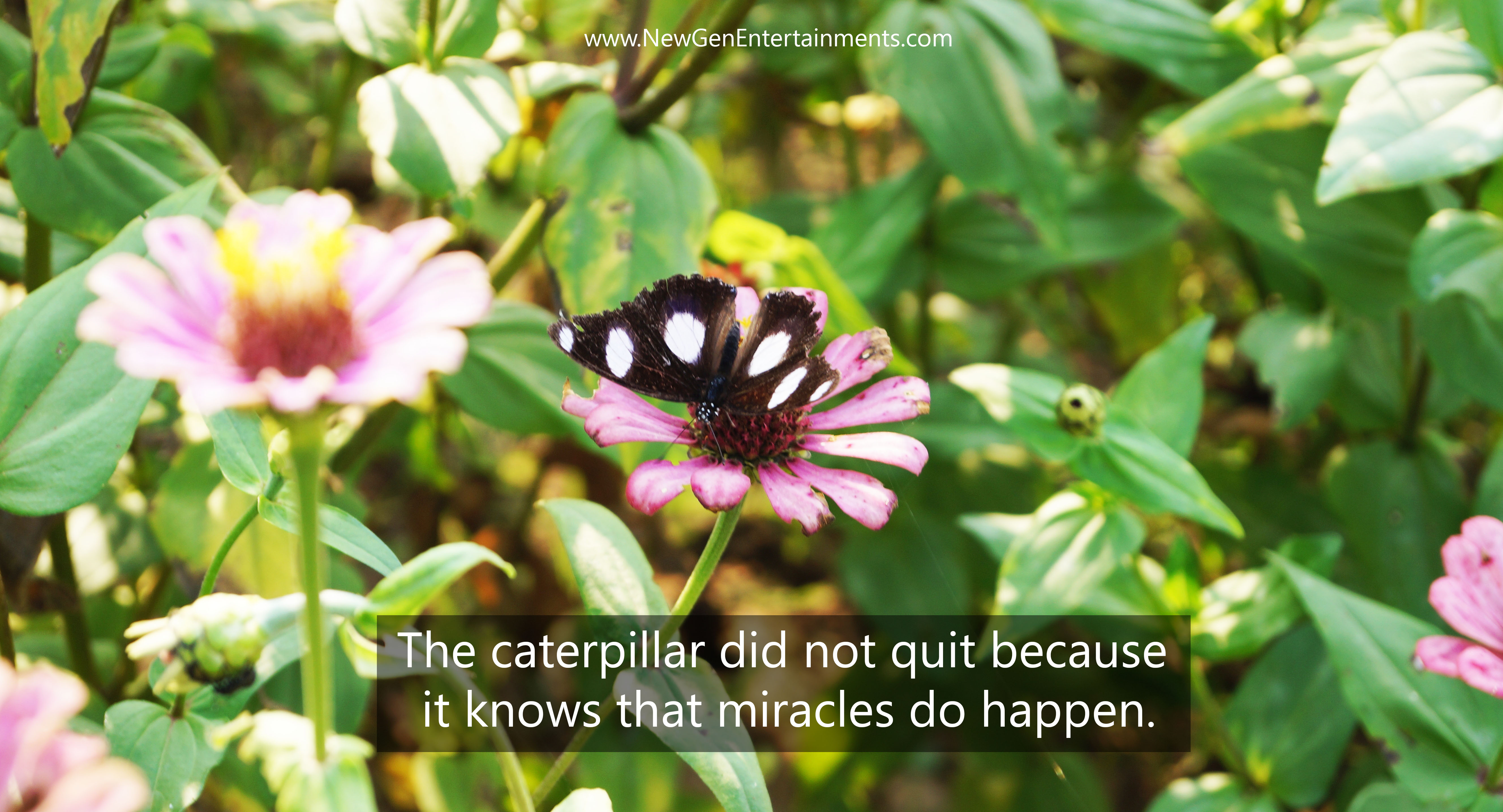 The caterpillar did not quit because it knows that miracles do happen
