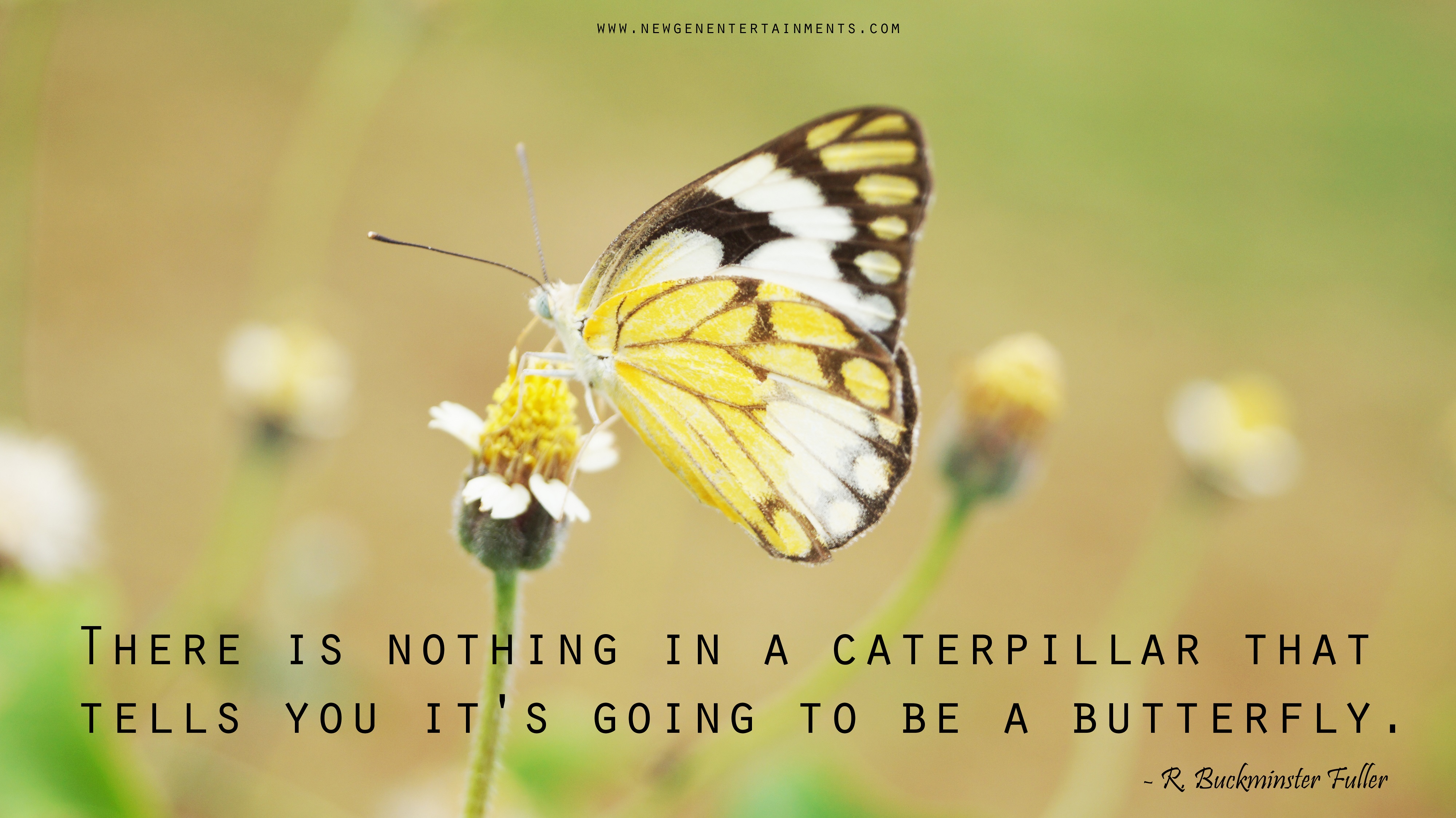 There is nothing in a caterpillar that tells you it's going to be a butterfly