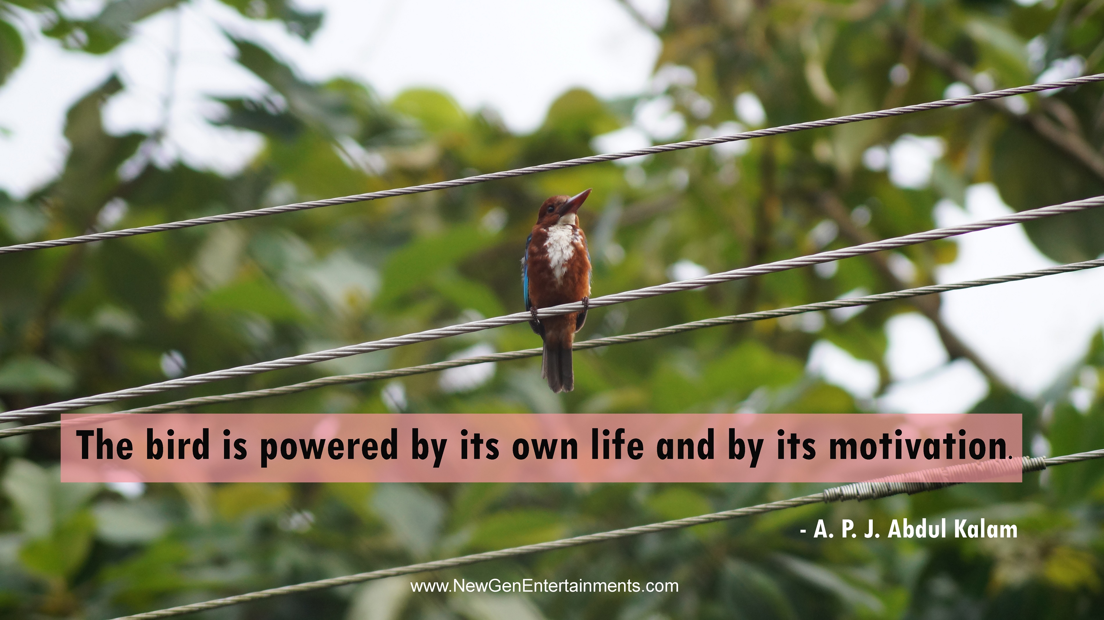 the bird is powered by its own life and by its motivation