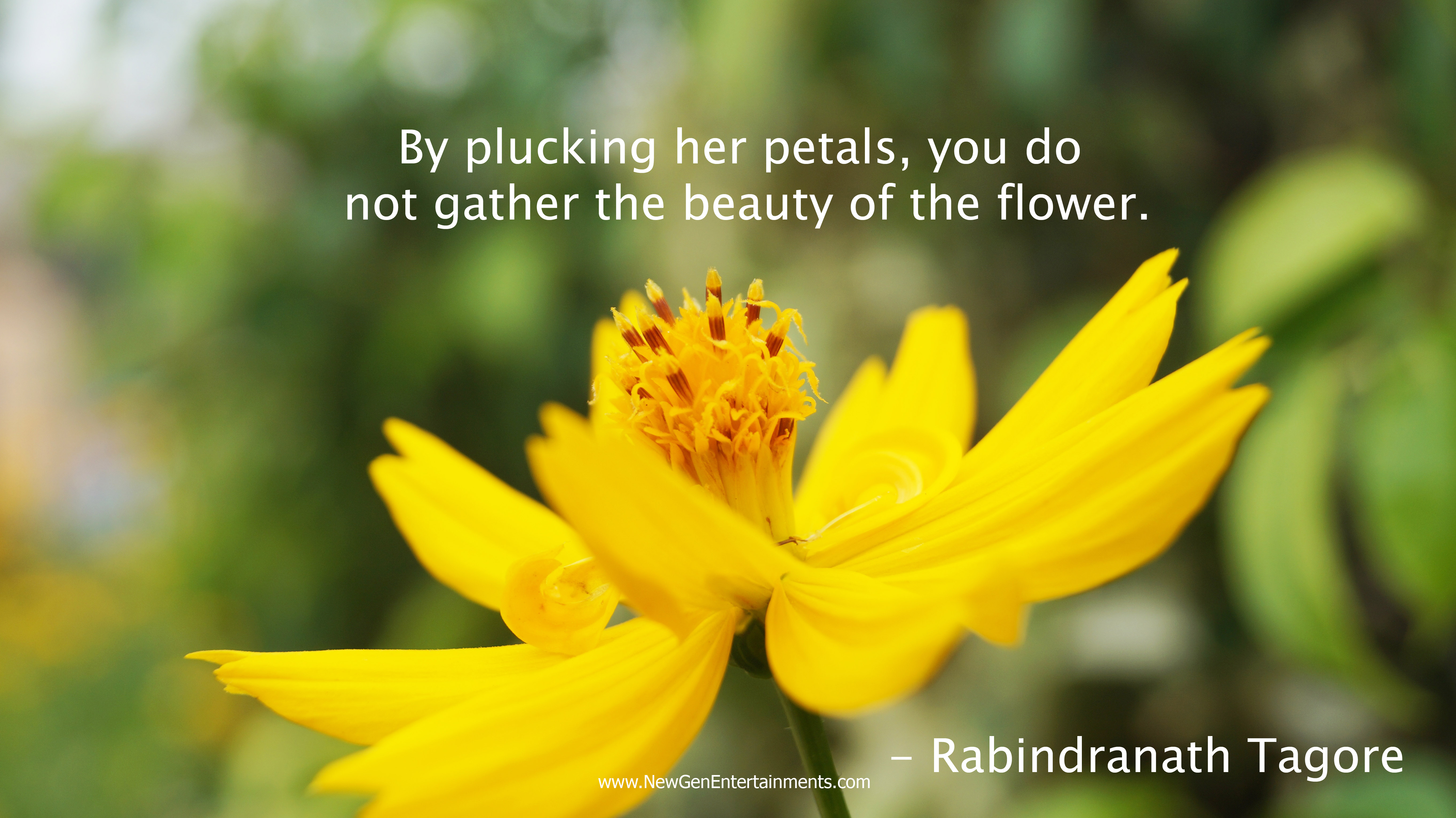By plucking her petals, you do not gather the beauty of the flower