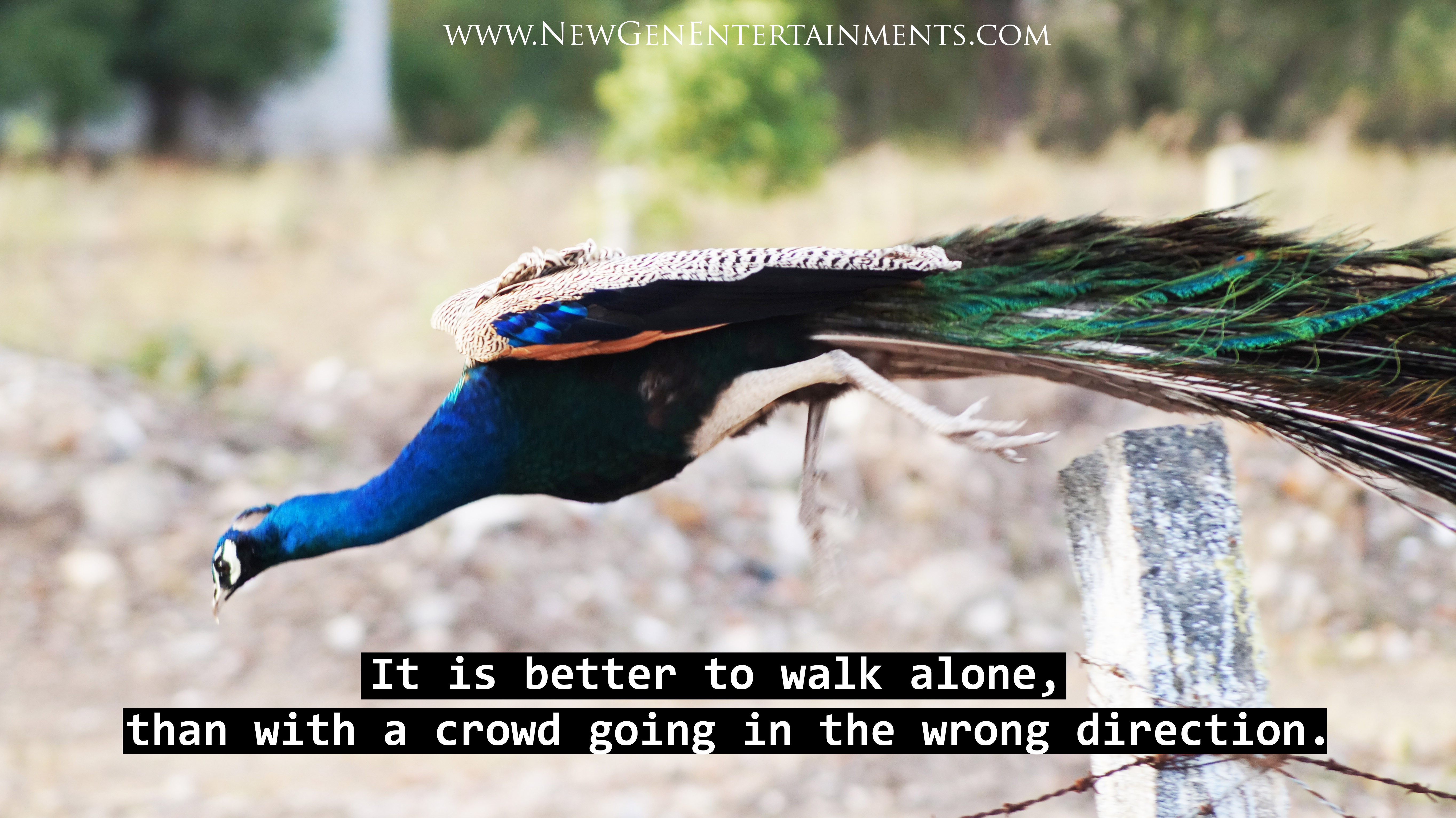 It is better to walk alone, than with a crowd going in the wrong direction