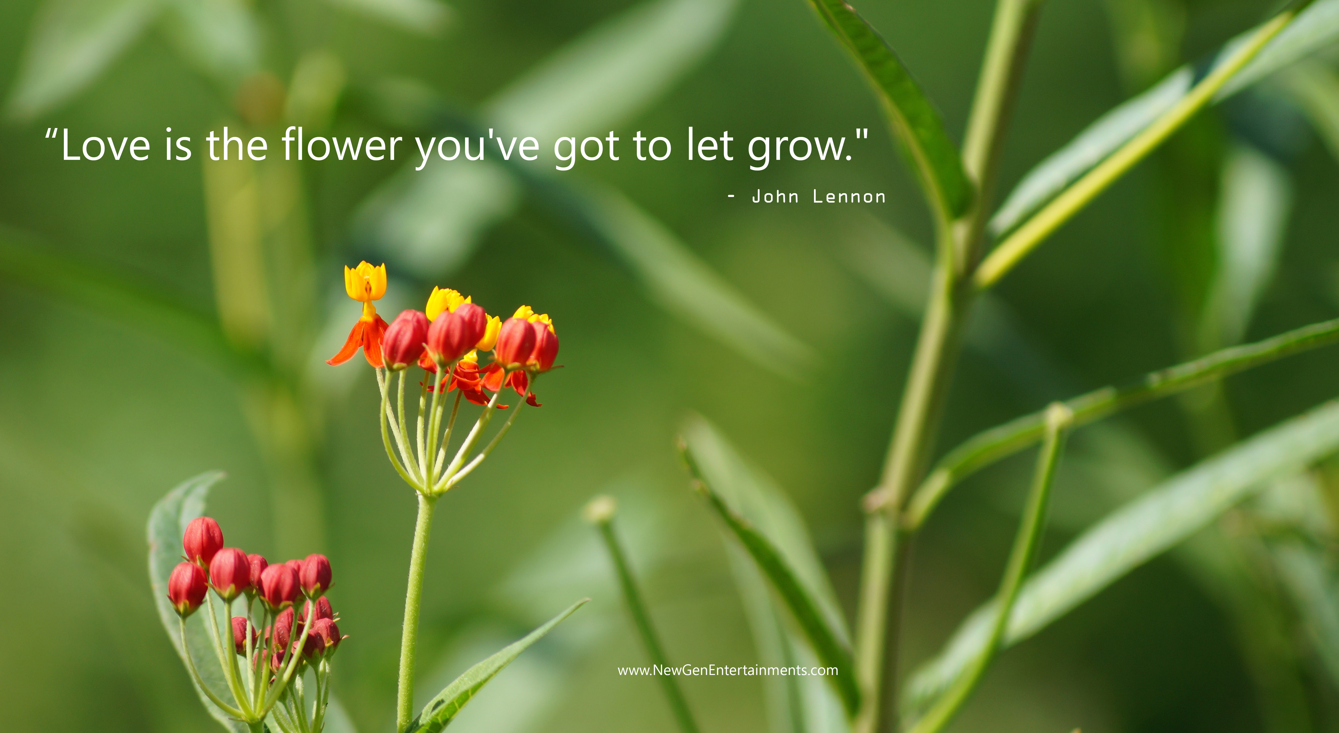 Love is the flower you've got to let grow
